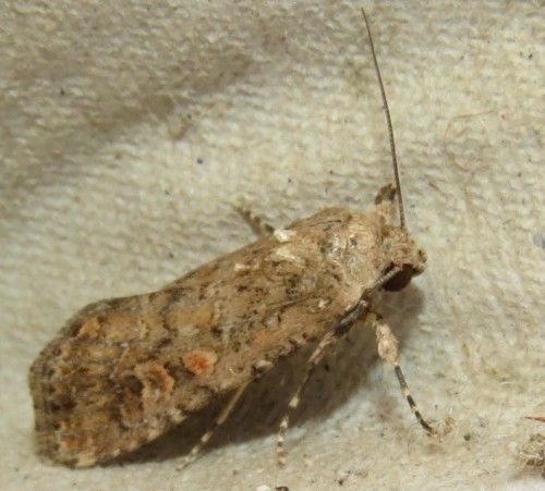 Spodoptera exigua? S